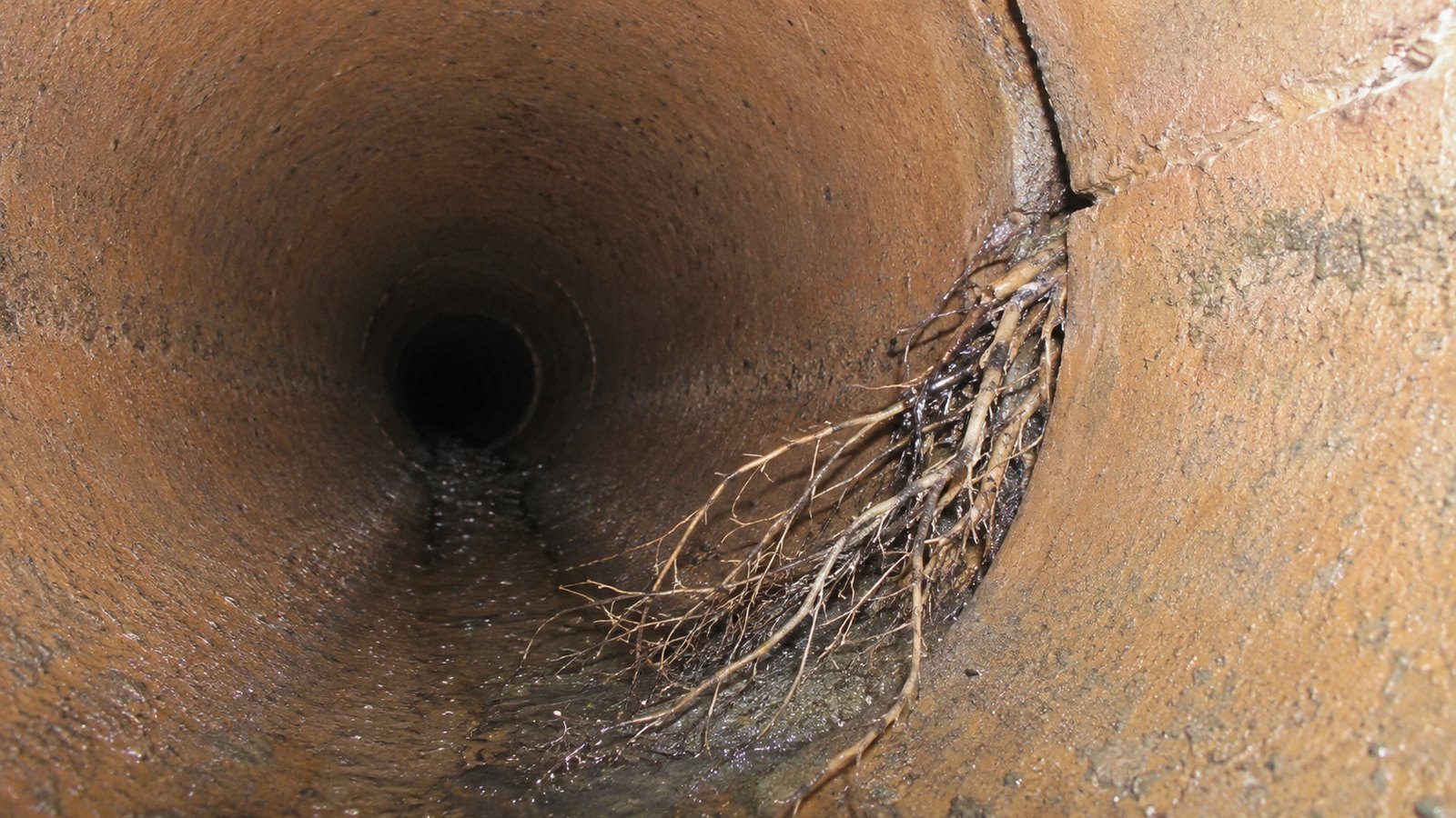 Tree Roots in Drains — UK drainage example
